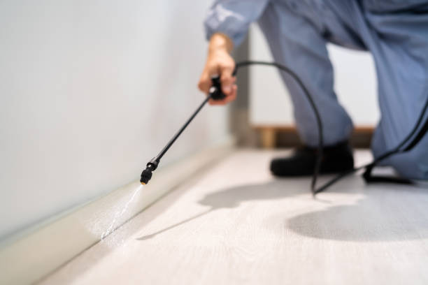 Licensed Wasp Removal service in Jasper, FL - Show Me Pest Control